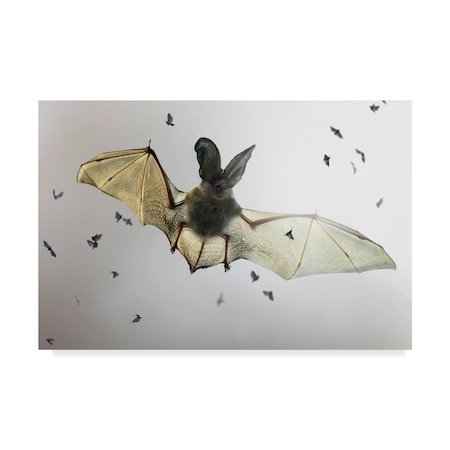 Jimmy Hoffman 'Bat' Canvas Art,22x32